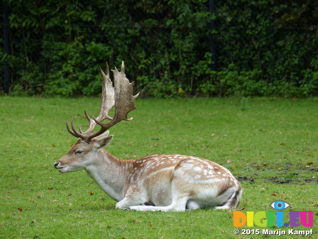 FZ020041 Fallow deer (Dama dama)